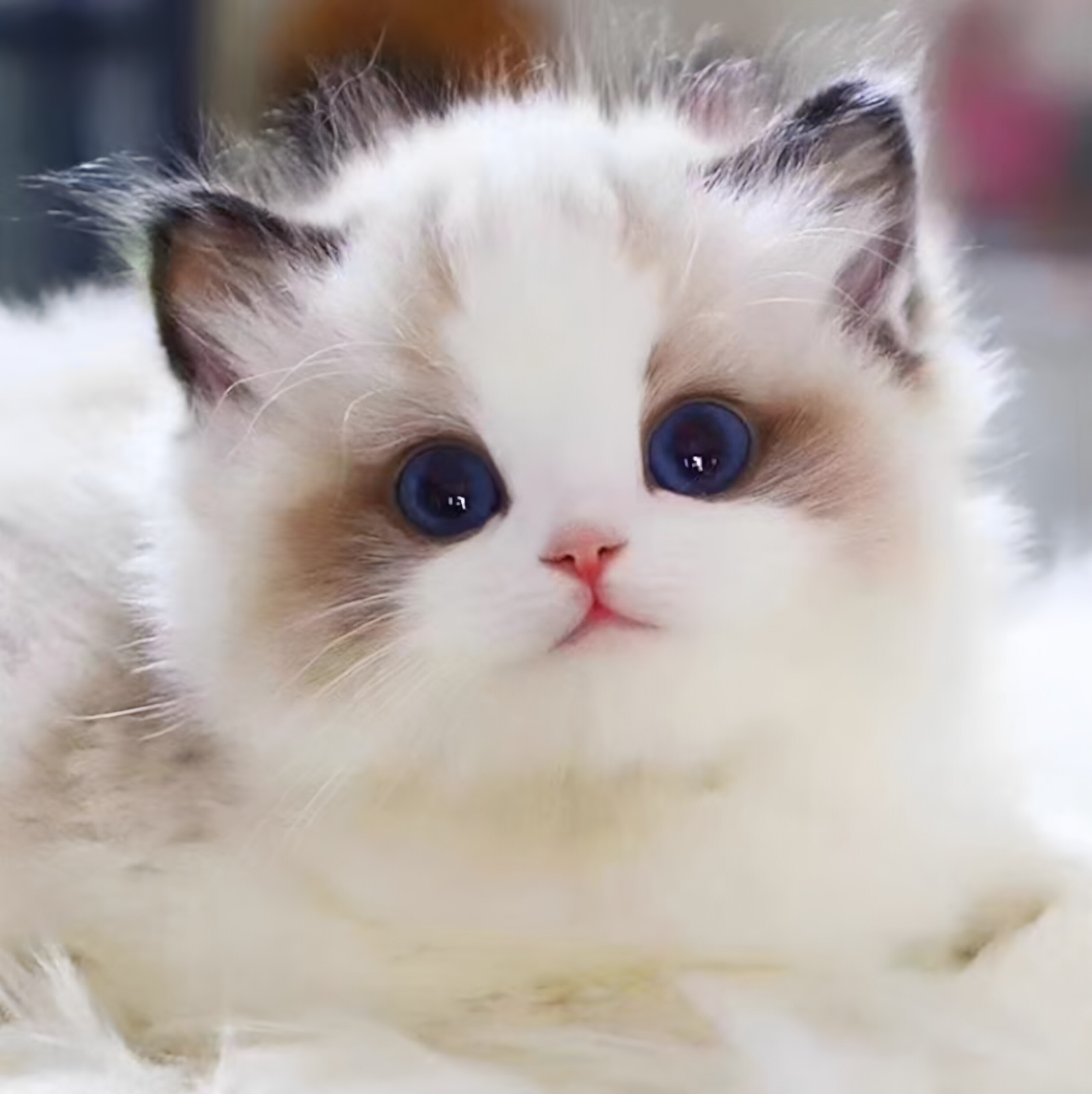 布偶猫幼崽猫咪活体宠物小奶猫矮脚纯种长短毛猫（视频挑选）