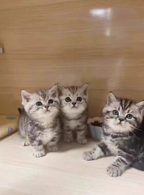 美短虎斑幼崽猫咪活体宠物小奶猫矮脚纯种长短毛猫（视频挑选）