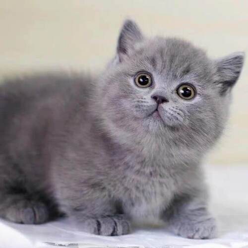 英短蓝猫幼崽猫咪活体英短蓝猫小奶猫纯种高品质（视频挑选）