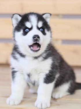 哈士奇犬幼犬大型犬哈士奇犬幼崽活体纯种雪橇犬（视频挑选）