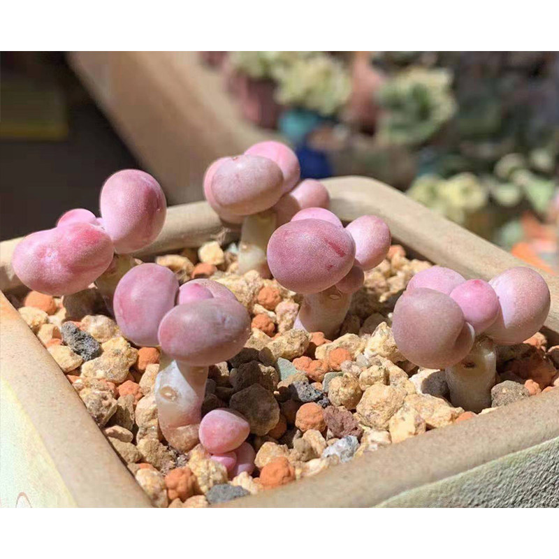 奶酪稀有品种罕见进口多肉植物