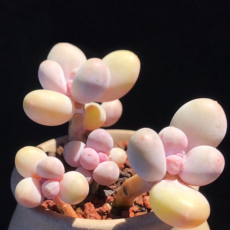 韩国奶酪水光针原始奶酪烟美人老桩多肉稀有多肉贵货多肉日系奶酪