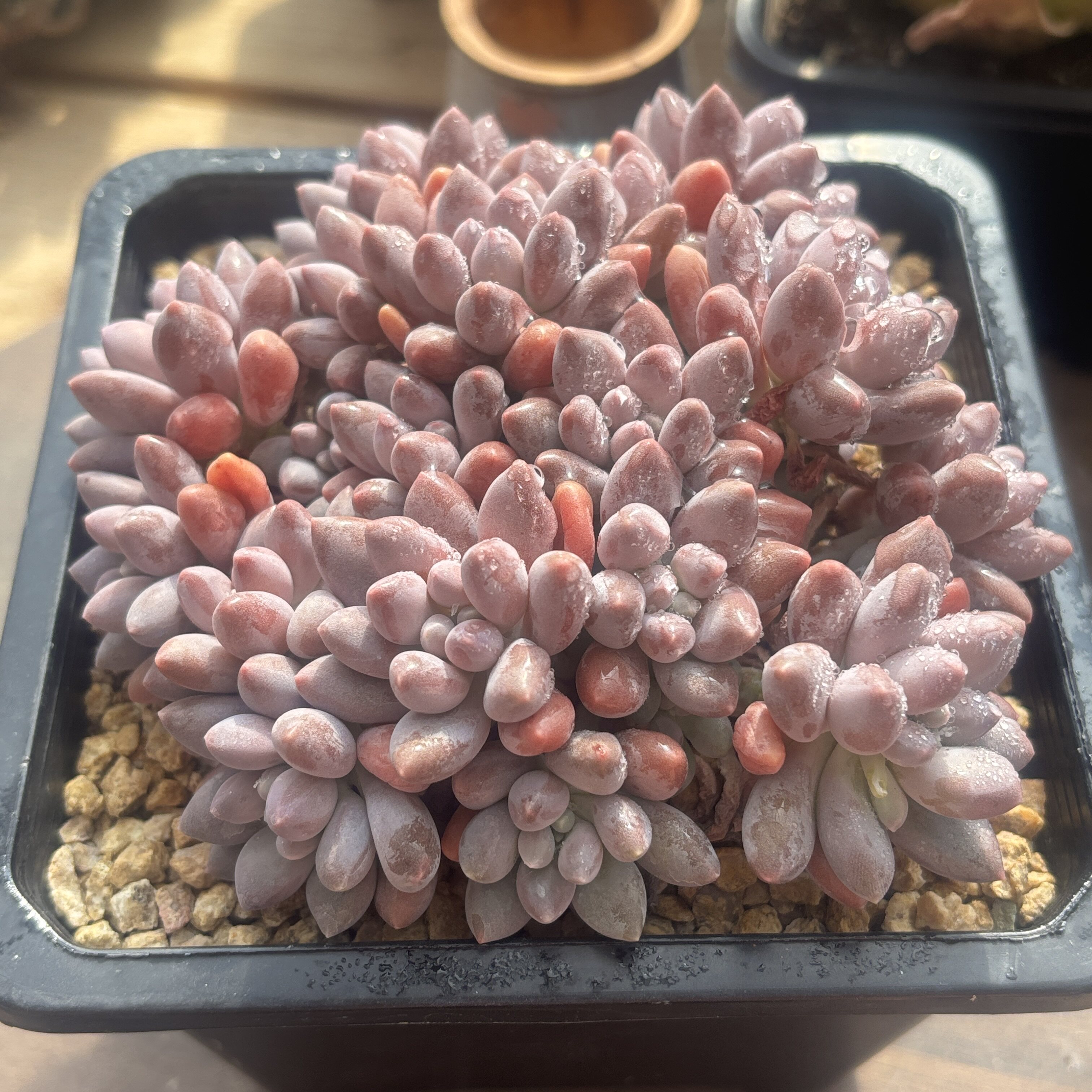 一物一拍星黛露群生多肉好养