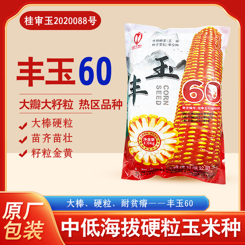 矮秆大棒全硬粒热区品种