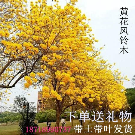 [Authentic Golden rainbow flower acacia seedling courtyard villa campus scenery plant Brazilian rainbow acacia shrub purple flower rainbow tree seedling]