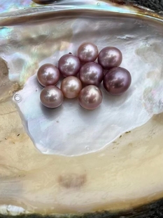 天然淡水紫色单珠蚌爱迪生自己开珍珠蚌直播单珠鲜活包邮散珠diy