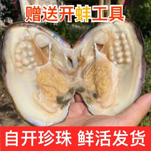 淡水天然自己开珍珠蚌现货鲜活爱迪生活蚌多珠蚌取珠贝壳珍珠活体