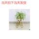 大单盆铁艺花架多层绿萝吊兰落地花盆架室内外欧式 客厅阳台花架子
