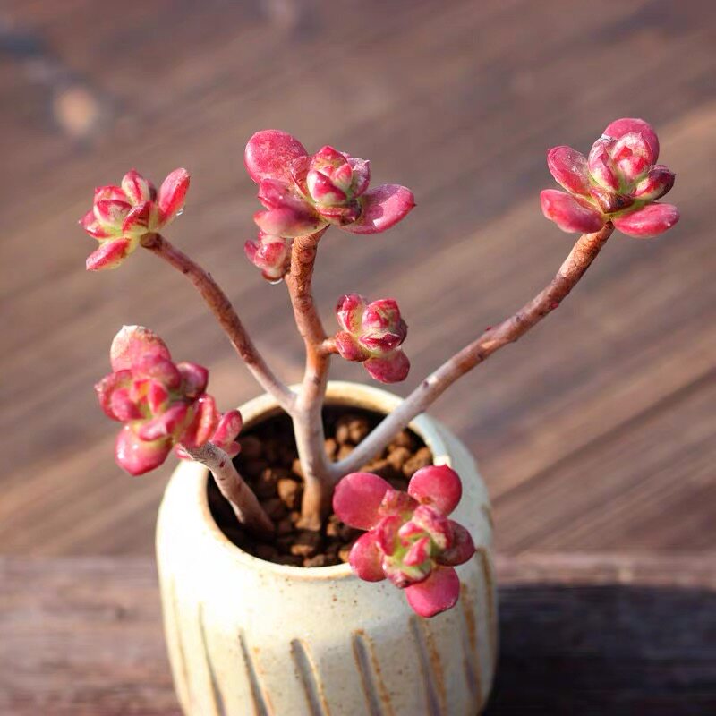 丸叶红梅多肉植物小吉姆小叶老桩超大多头好养稀有萌肉肉组合盆栽