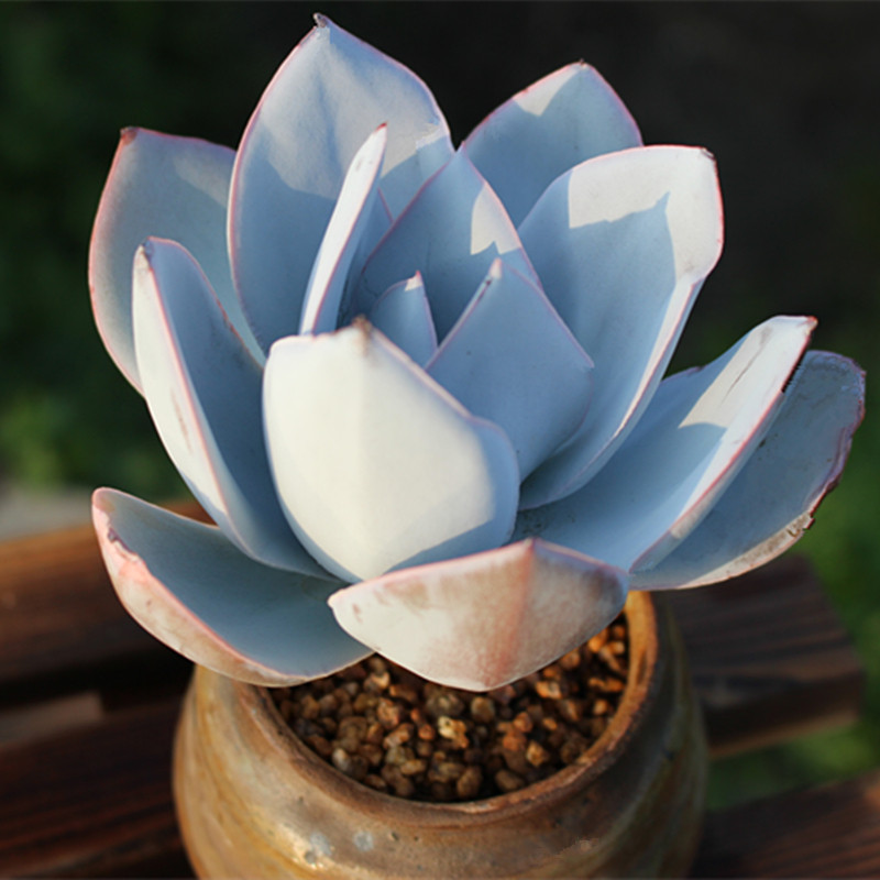 广寒宫多肉 单头大老桩 三仙之一 办公室室内防辐射趣味花卉盆栽