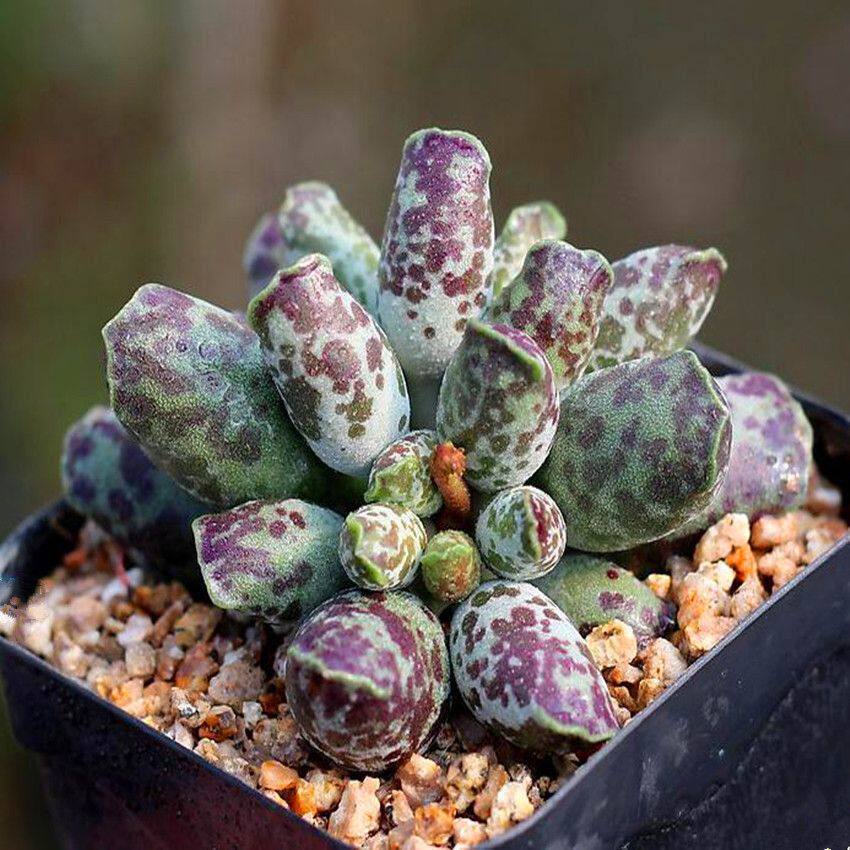 多种水泡多肉套餐海豹梅花鹿玛丽安水泡多肉植物盆栽肉肉植物