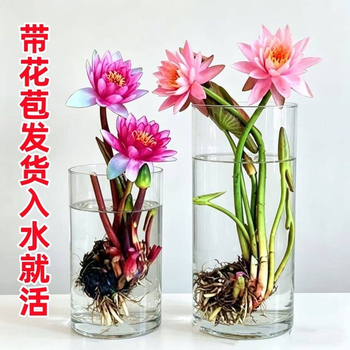 带花苞香水睡莲莲花池塘水缸荷花水养根块花卉庭院水培四季开花根