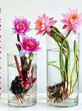 带花苞香水睡莲莲花池塘水缸荷花水养根块花卉庭院水培四季开花根