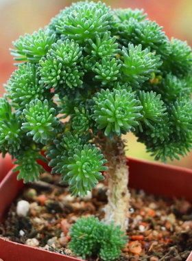 【球松群生】小松绿多肉植物多款松属肉肉组合微景观盆景白花小松