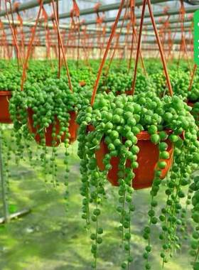 粉心吊兰彩虹佛珠锦爱之蔓多肉植物稀有品种办公室阳台精品盆栽