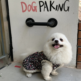 Dog parking 美式复古个性宠物停狗位泊狗猫处泊狗位上墙狗栓把手