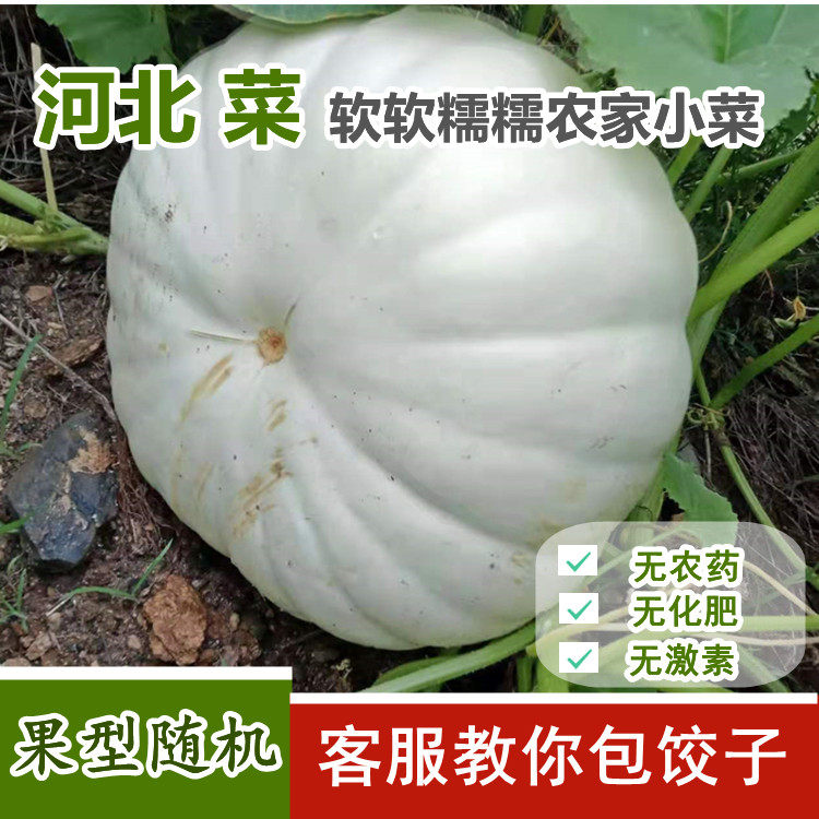 新鲜白南瓜现摘白南瓜绿皮青皮南瓜花皮笋瓜新鲜角瓜吊瓜现摘笋瓜