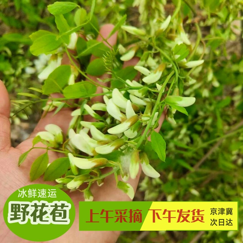 现摘洋槐花新鲜洋槐花花苞花骨朵野生洋槐花杨槐花蒸槐花煎槐花
