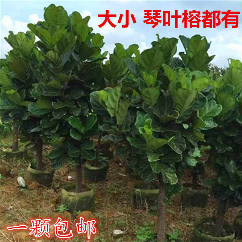 琴叶榕树苗橡皮树绿色观叶耐阴琴叶蓉苗客厅绿植盆栽花卉