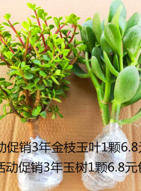 多年生室内外雅乐之舞金枝玉叶