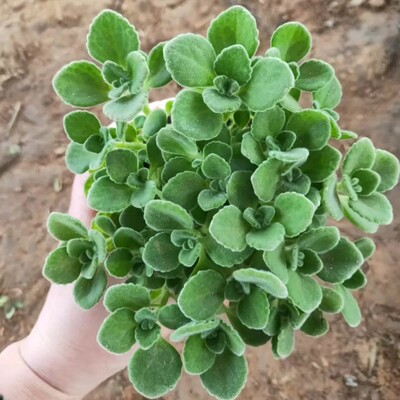 碰碰香一抹香香味盆栽浓香型绿植可用客厅阳台驱蚊驱虫多肉植物