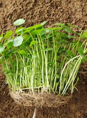 铜钱草水培植物盆栽室内小绿植花卉水养金钱草水生四季好养带叶