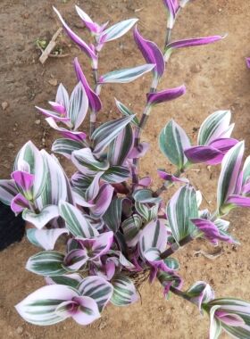 油画婚礼吊兰新品多肉植物阳台新款紫色花卉盆栽新手懒人好养绿植