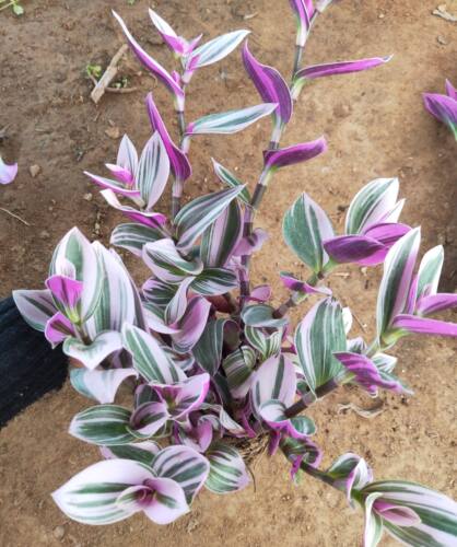 油画婚礼吊兰新品多肉植物阳台新款紫色花卉盆栽新手懒人好养绿植