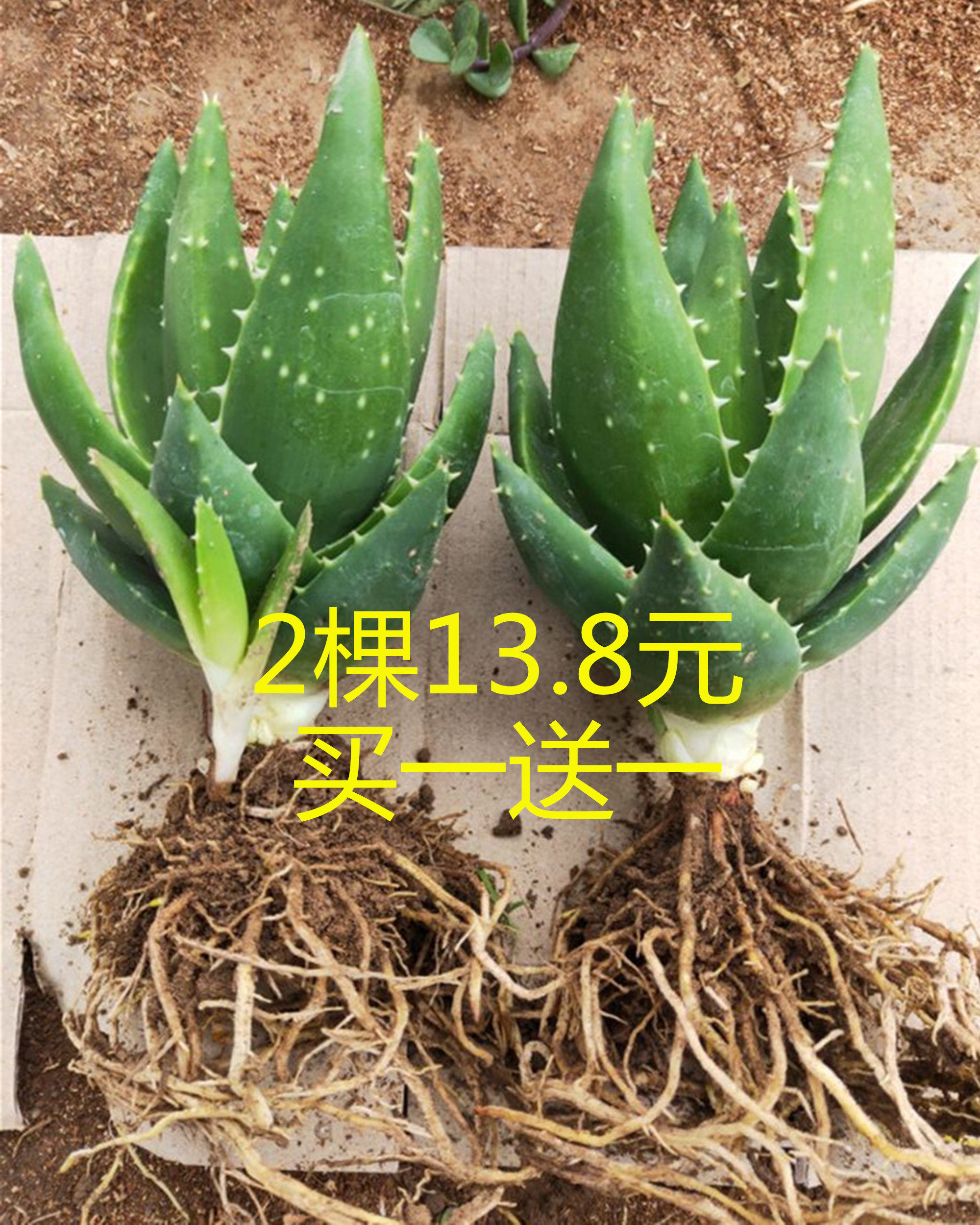 芦荟盆栽阳台办公室卧室清新  绿植花卉水培植物四季常青多肉