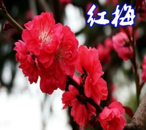 【带花苞】原生腊梅花老桩浓香型耐寒阳台庭院南方北方红梅花盆栽