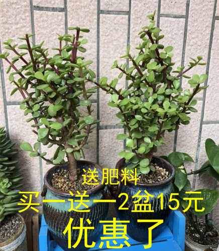 雅乐之舞花卉室内盆栽室内水养