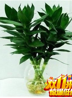 植物观音竹观赏室内阳台好看