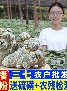无剪口正品云南文山三七头仿特野生级37中药材田三七粉官方旗舰店