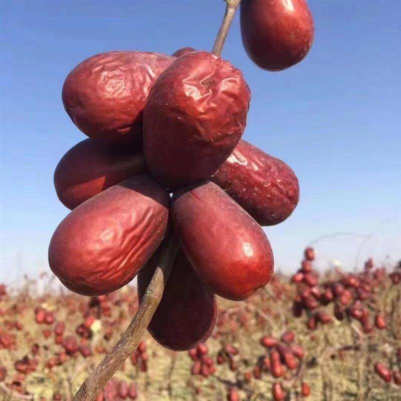 新货2024年新枣陕北六星狗头枣清涧大红枣延安狗头枣陕西特产大枣