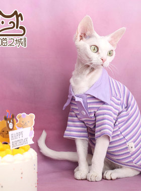 24年夏无毛猫事务所德文宠物猫衣服棉透气淡紫色条纹华夫格POLO衫