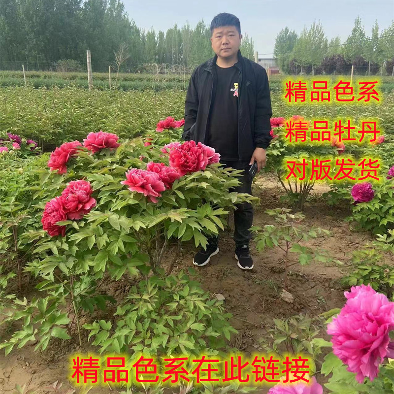 菏泽庭院牡丹美观春季牡丹