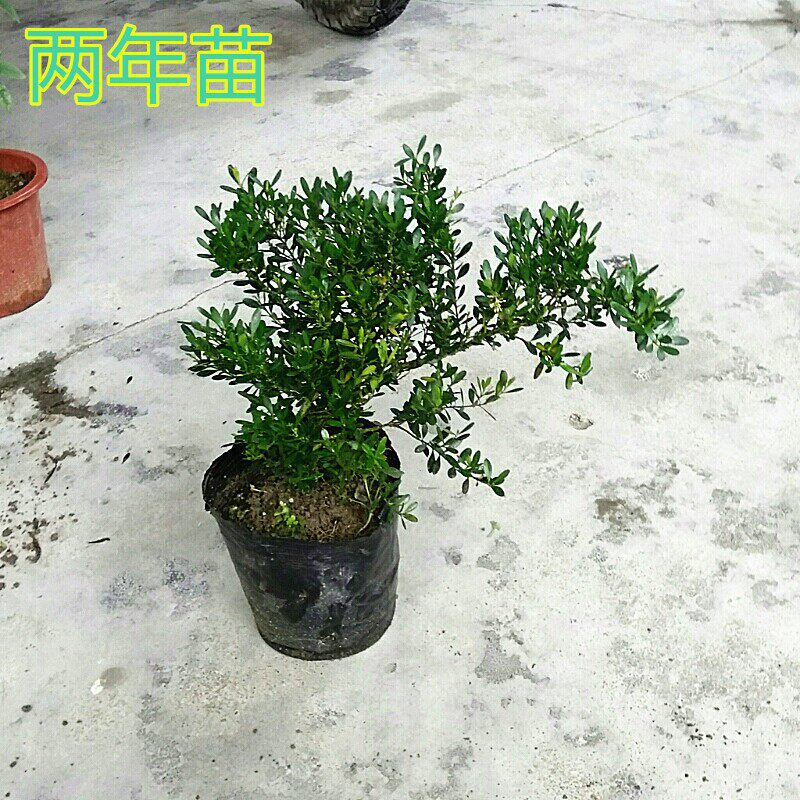 小叶黄杨带土带杯发货阳台庭院室外植物雀舌黄杨石柳树苗盆栽盆景