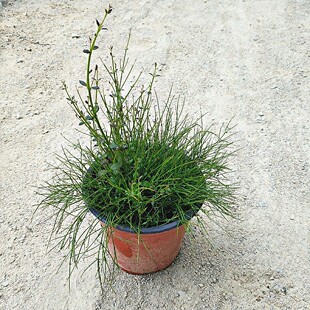鞭炮花带土带盆发货阳台庭院室外花卉植物吉祥草炮仗竹爆仗竹花苗