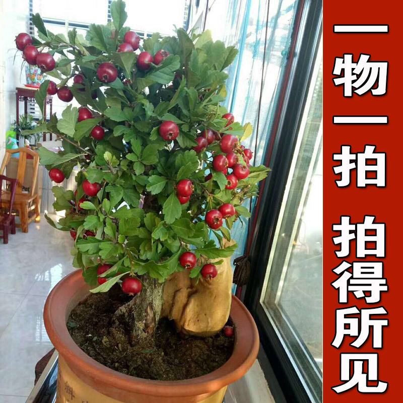 山楂树活苗特大果树盆景老桩山里红盆栽熟桩地栽庭院阳台当年结果