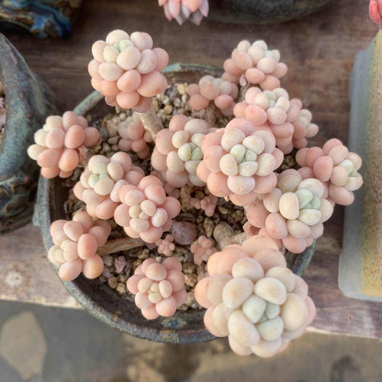 云南精品群生多头小老桩洛可可多肉植物稀有品种盆景花卉肉肉萌物