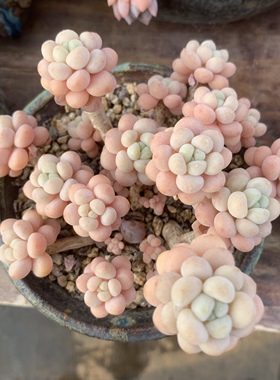 云南精品群生多头小老桩洛可可多肉植物稀有品种盆景花卉肉肉萌物