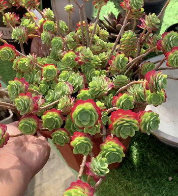 多肉盆栽薄化妆老桩新款圆叶薄化妆绿绿桌面盆景阳台肉肉丸叶悬崖