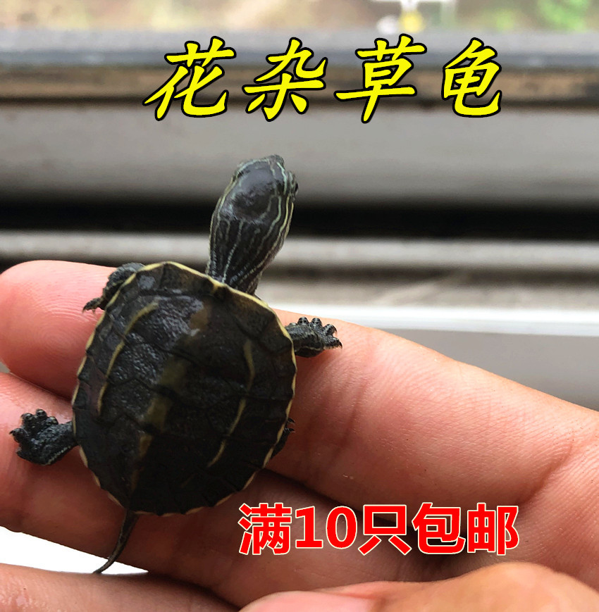 花杂草活体龟花草杂苗宠物龟花龟杂交草龟外塘小乌龟包邮