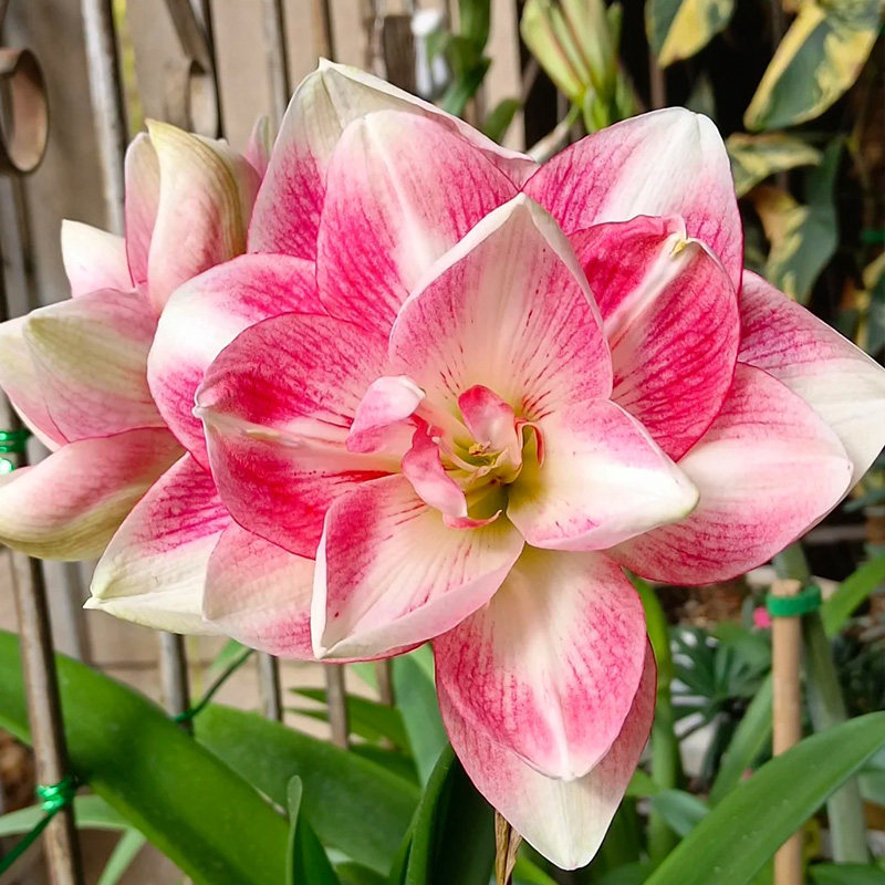 朱顶红【蓝色蜂鸟】种球重瓣花卉室内盆栽植物庭院阳台花卉