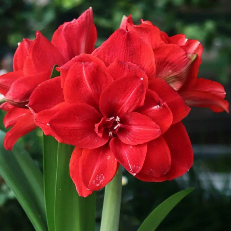 朱顶红【樱桃妮芙】种球重瓣花卉室内盆栽植物庭院阳台花卉