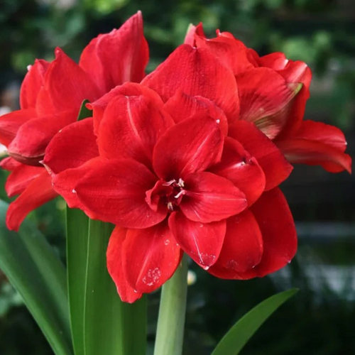 朱顶红【樱桃妮芙】种球重瓣花卉室内盆栽植物庭院阳台花卉