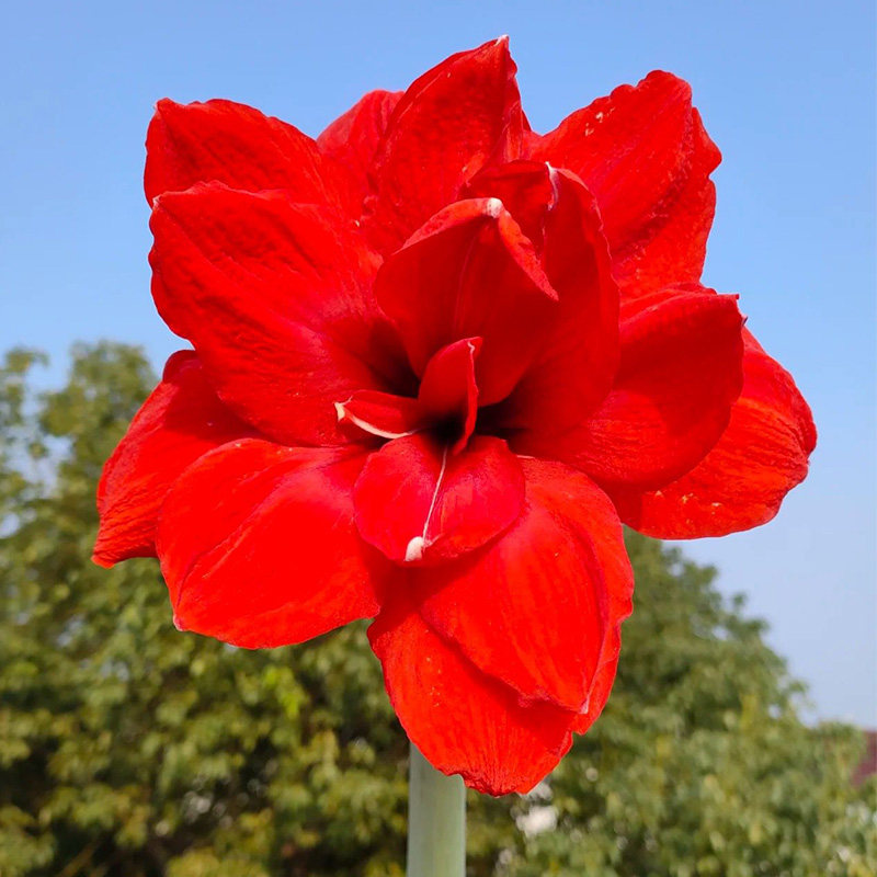 朱顶红【双皇】种球重瓣花卉室内盆栽植物庭院阳台花卉