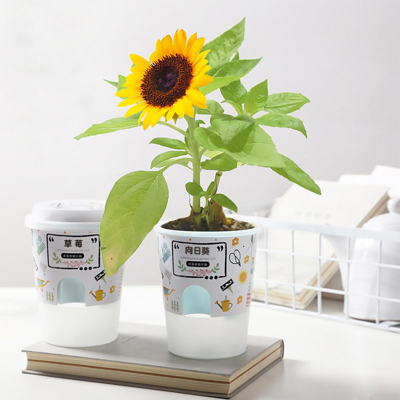 儿童种植小盆栽幼儿园向日葵植物花农迷你观察绿植种子盒番茄盲盒
