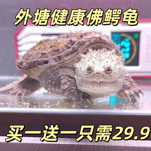 鳄龟爆刺佛鳄龟幼苗杂佛正宗纯佛