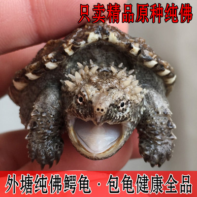 原种鳄鱼龟自家养殖外塘鳄龟